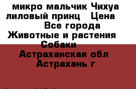 микро мальчик Чихуа лиловый принц › Цена ­ 90 - Все города Животные и растения » Собаки   . Астраханская обл.,Астрахань г.